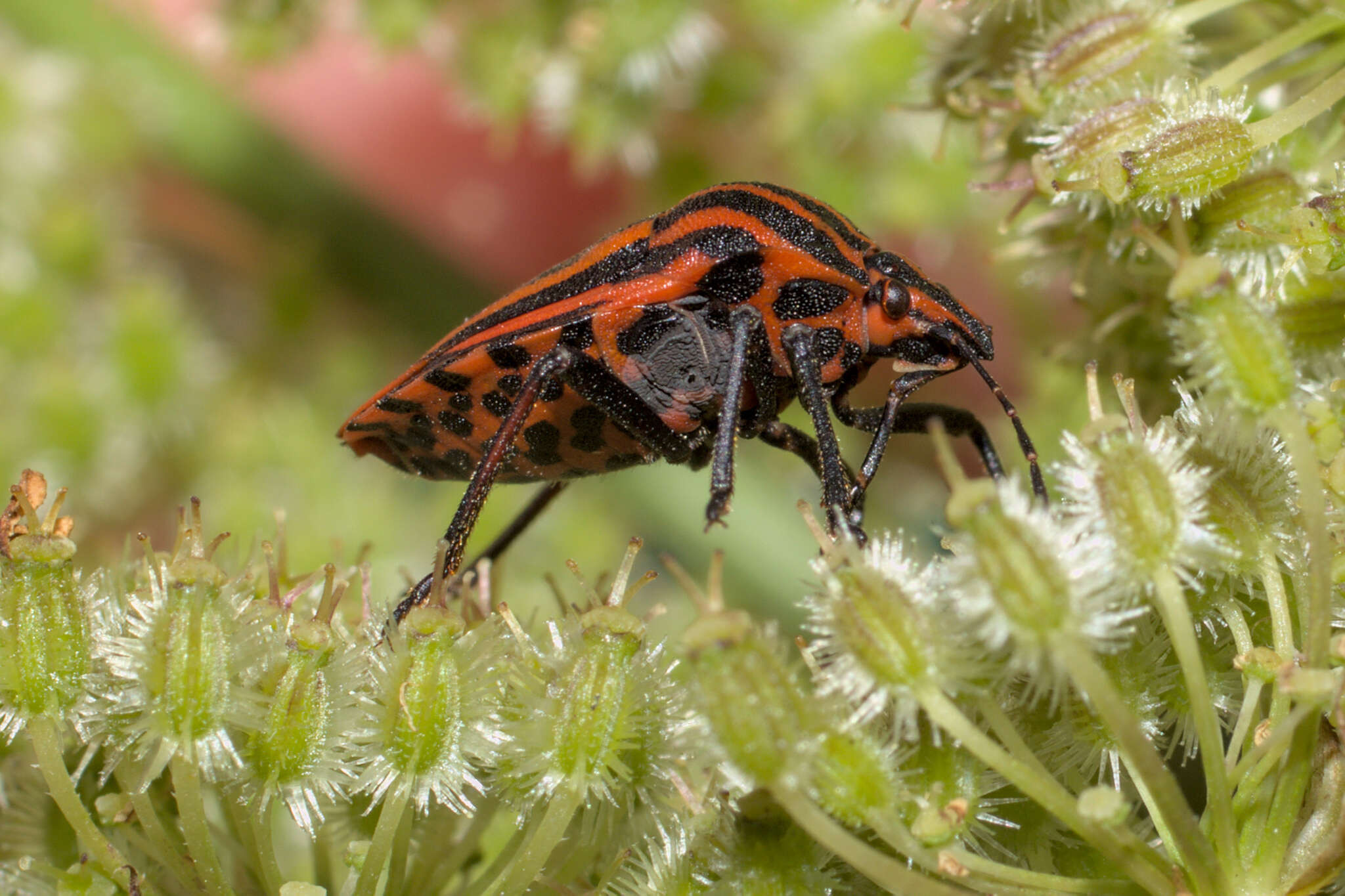 Image of <i>Graphosoma italicum</i>