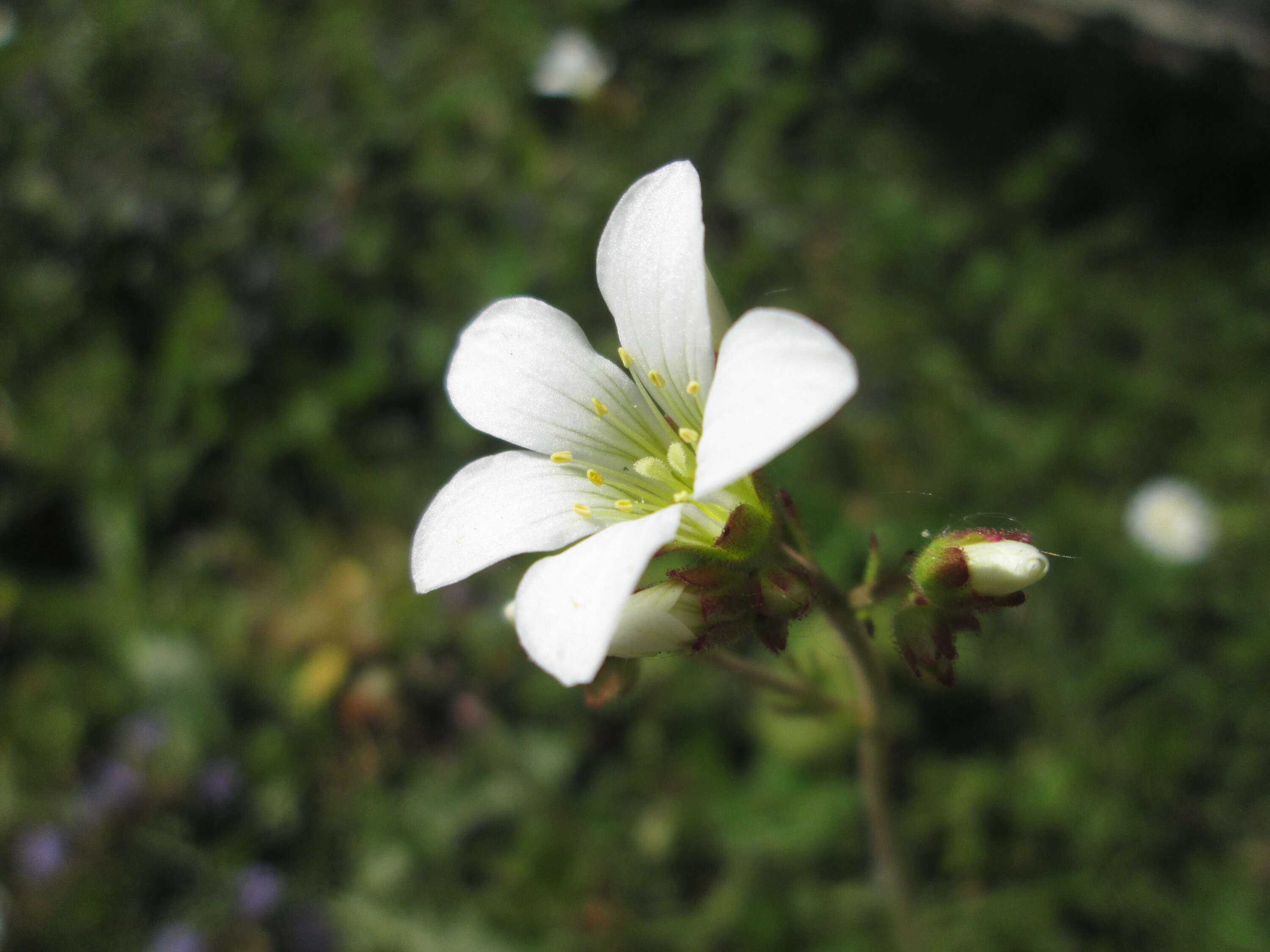 Image of Meadow Saxifrage