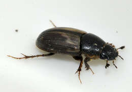 Image of Aphodius prodromus