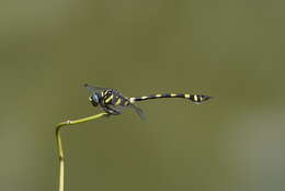 صورة Ictinogomphus rapax (Rambur 1842)