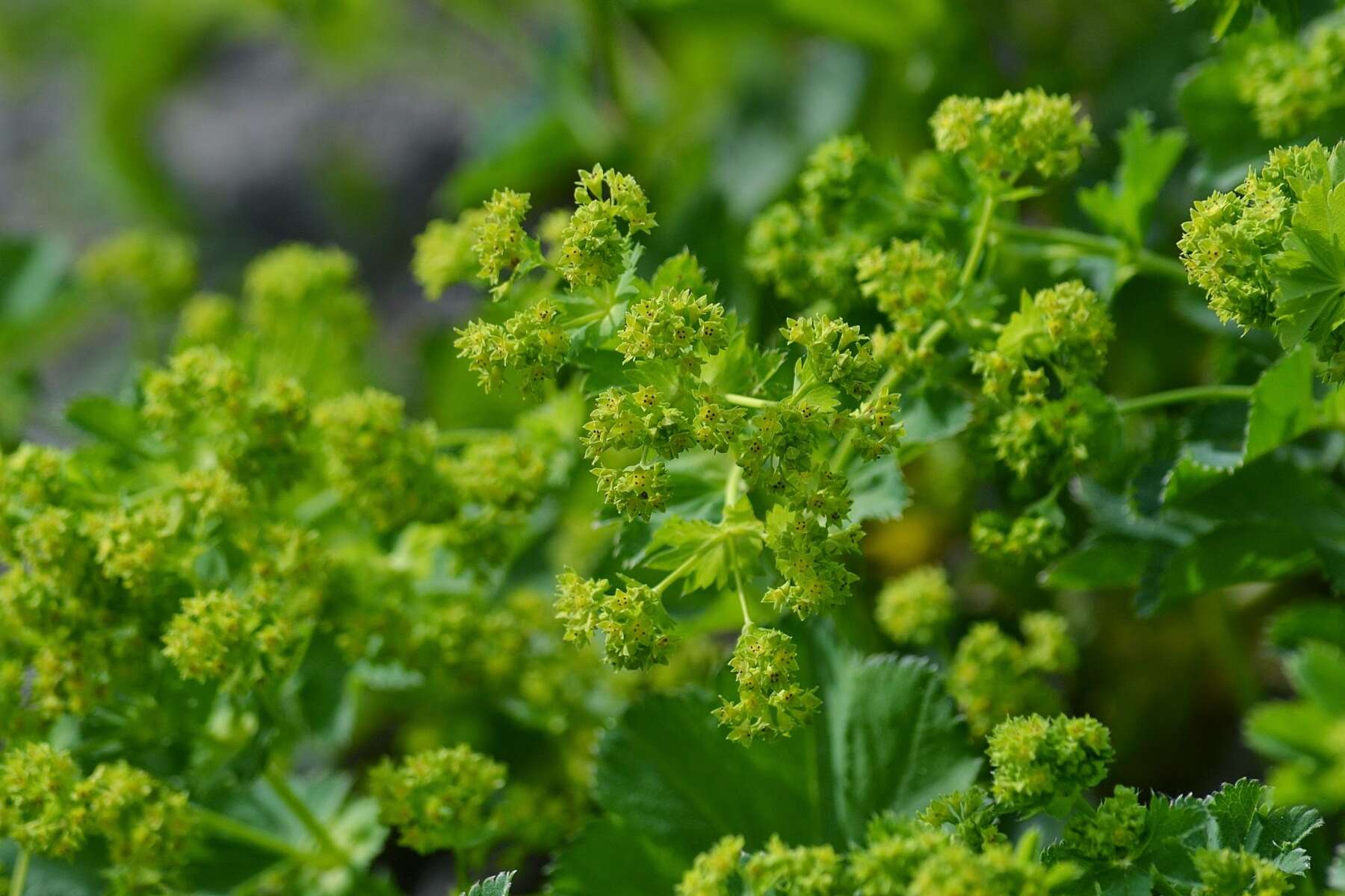 Image of hairy lady's mantle