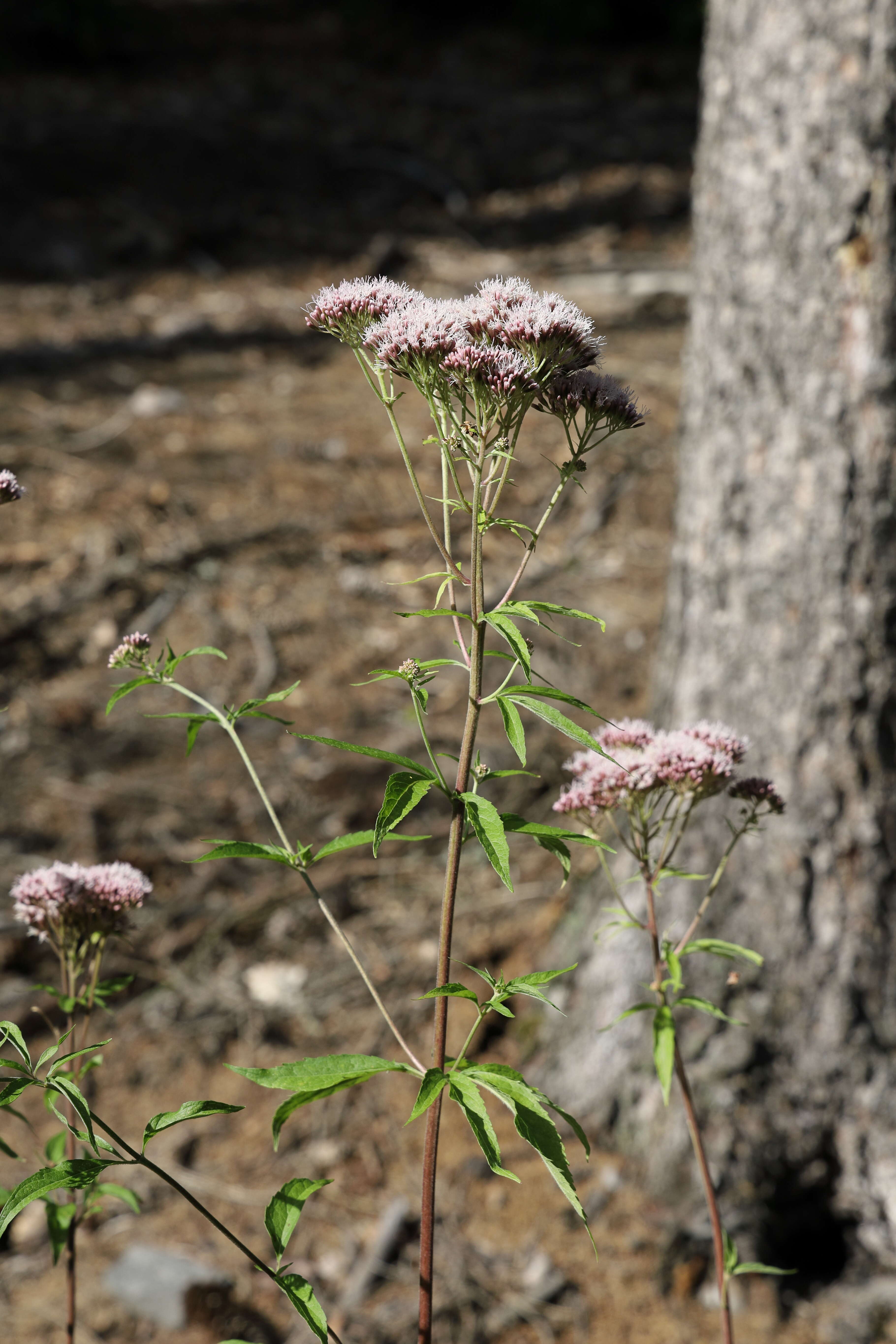 Image of hemp agrimony