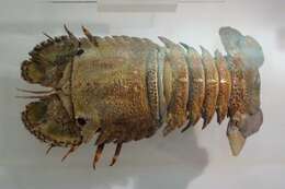 Image of Sculptured Mitten Lobster
