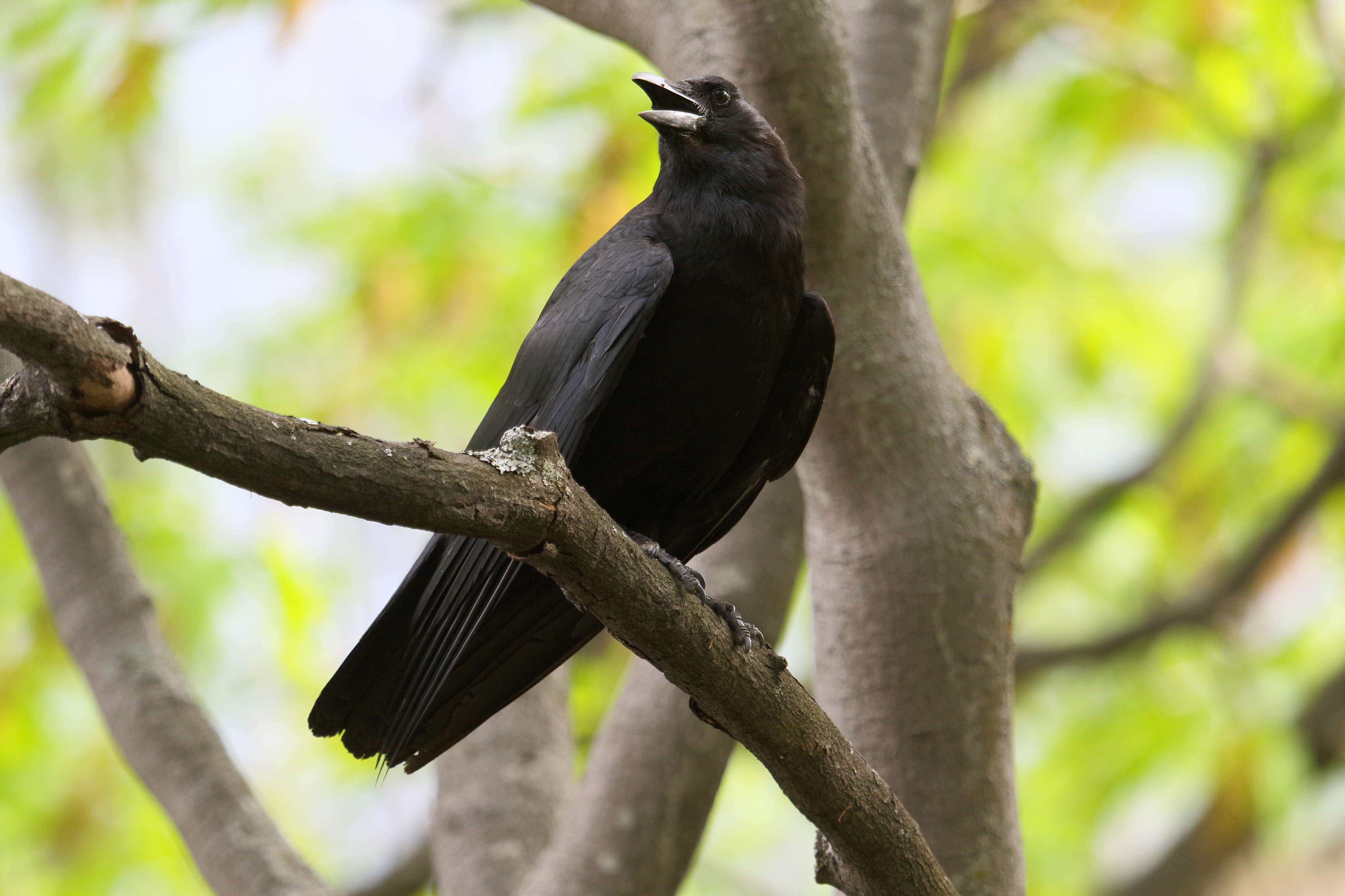 Image of American Crow