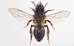 Imagem de Andrena apicata Smith 1847