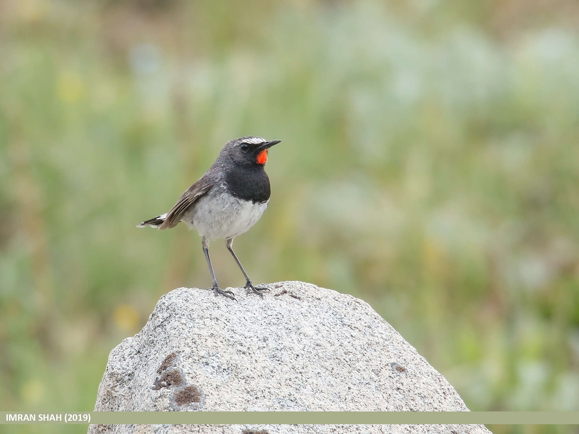 Image of Himalayan Rubythroat