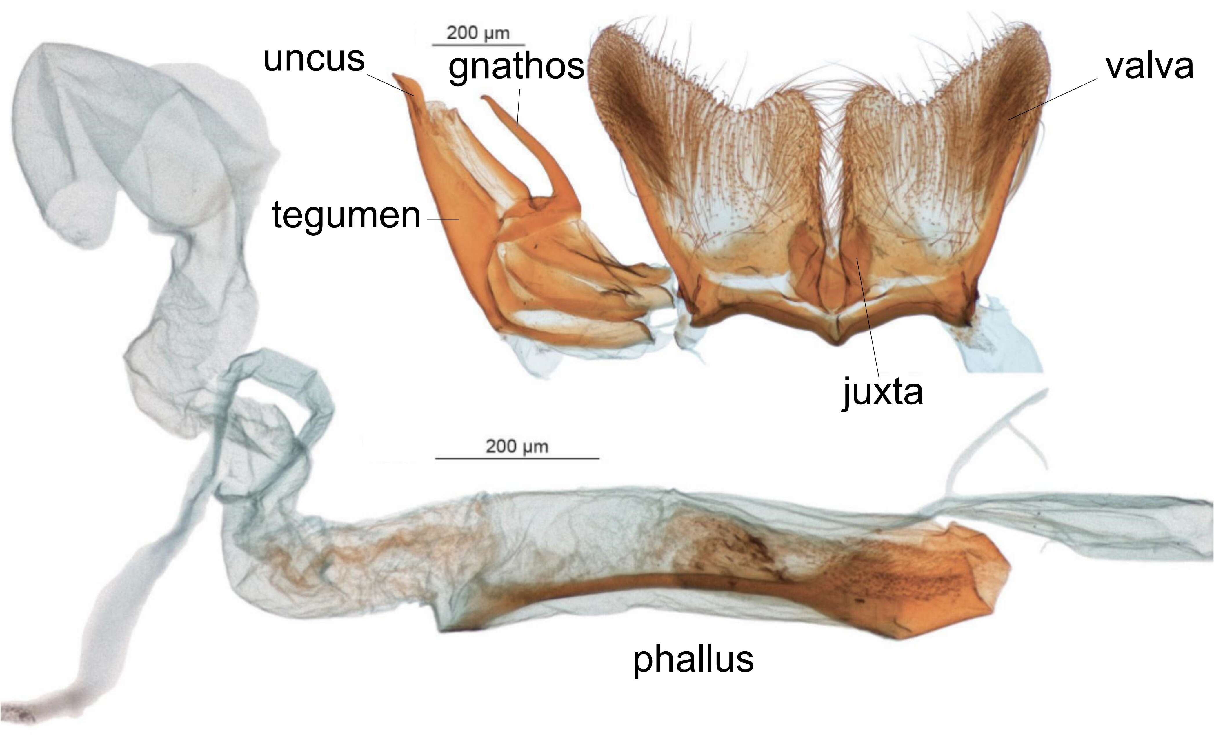 Image de Diptychophora galvani