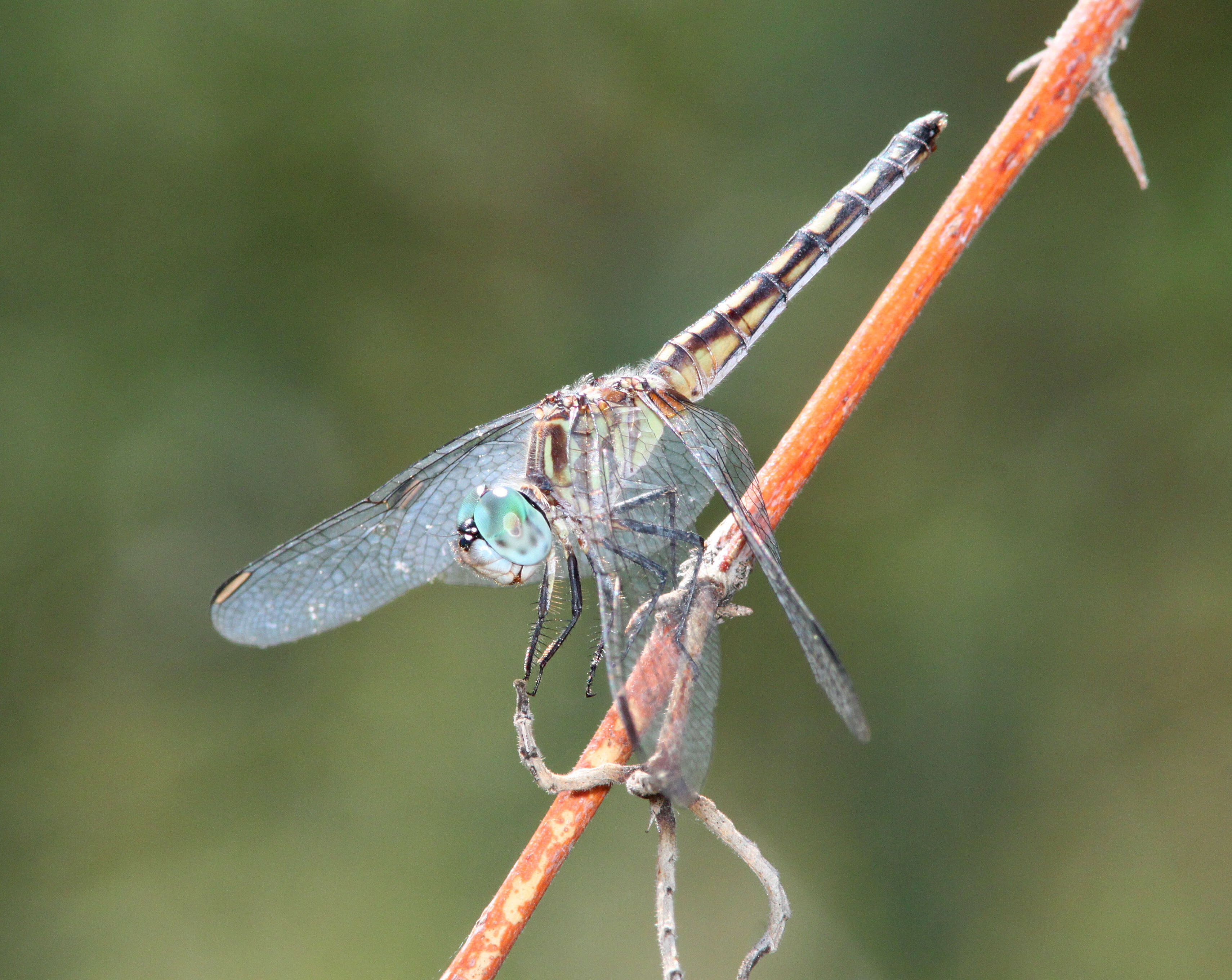 Image of Blue Dasher