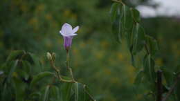 Image of Palay rubbervine