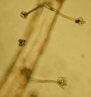 Image of Stachybotryaceae