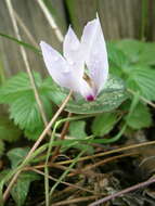 Image of Cyclamen cilicium Boiss. & Heldr.