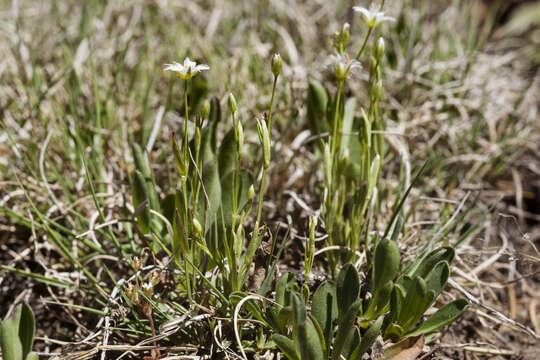 Stellaria longipes Goldie resmi