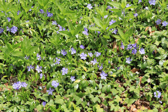 Image of Common Periwinkle