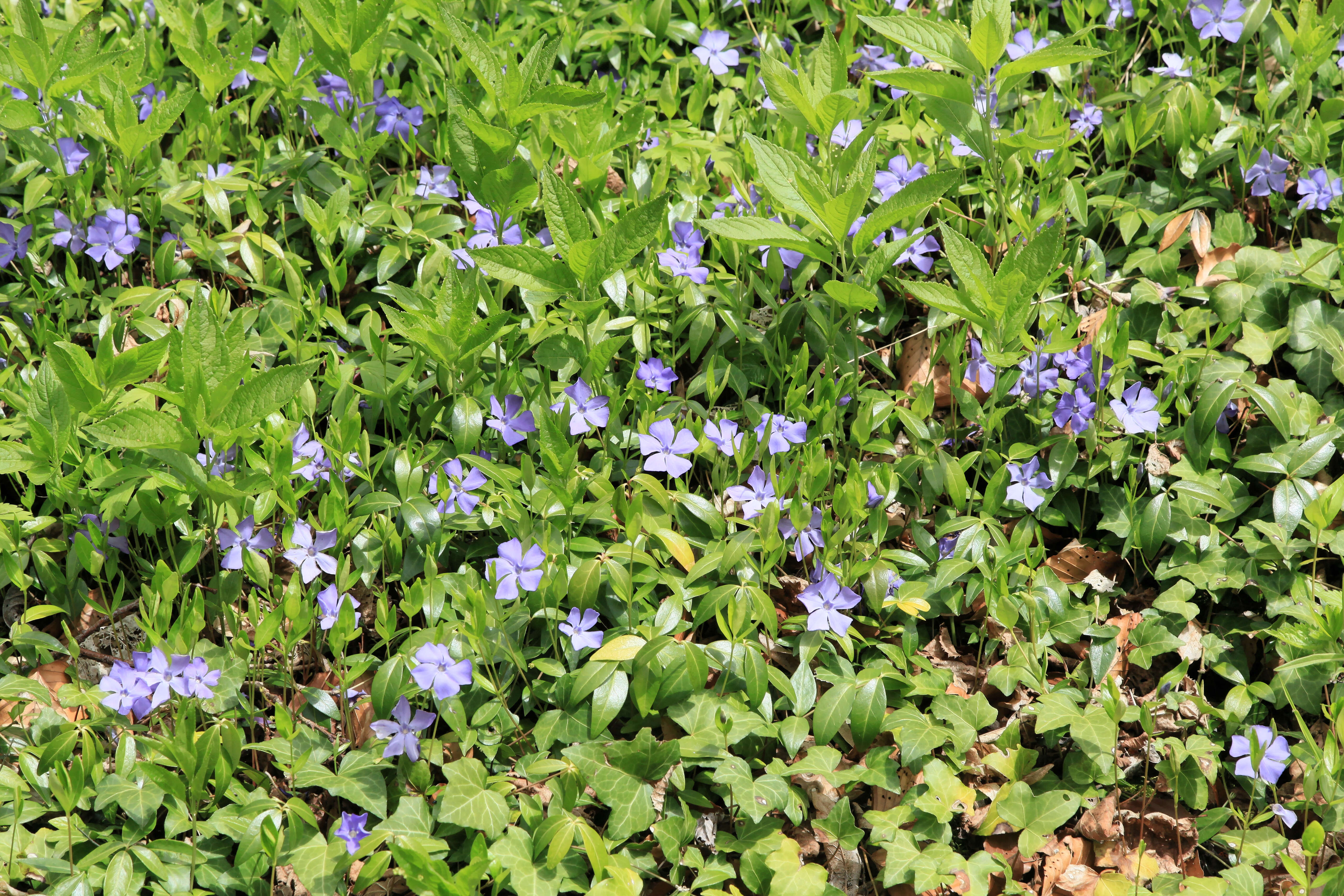 Image of Common Periwinkle