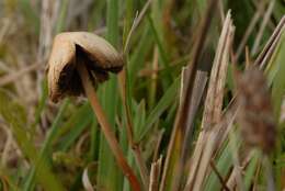 Plancia ëd Psilocybe semilanceata (Fr.) P. Kumm. 1871