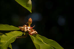 Image of Japanese Big Leaf Magnolia