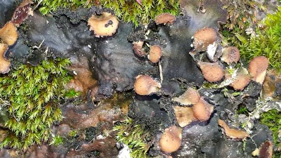 Image of felt lichen