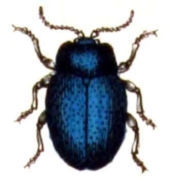 Image of Chrysolina coerulans