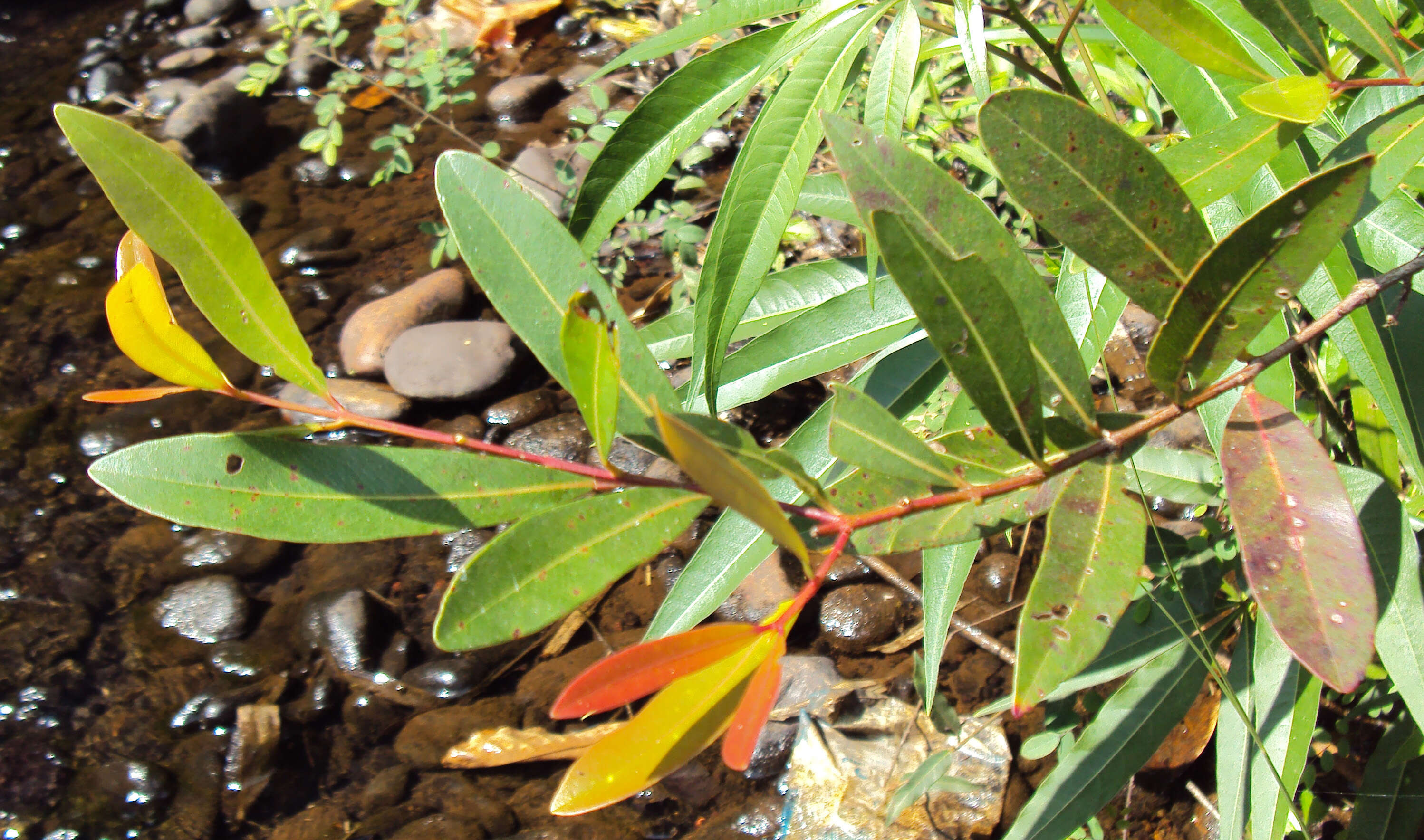 Image de Syzygium salicifolium (Wight) J. Grah.