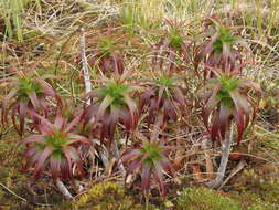 Imagem de Dracophyllum menziesii Hook. fil.