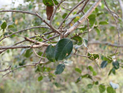 Image of Chinese banyan