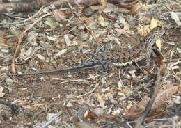 Image of Elegant Earless Lizard