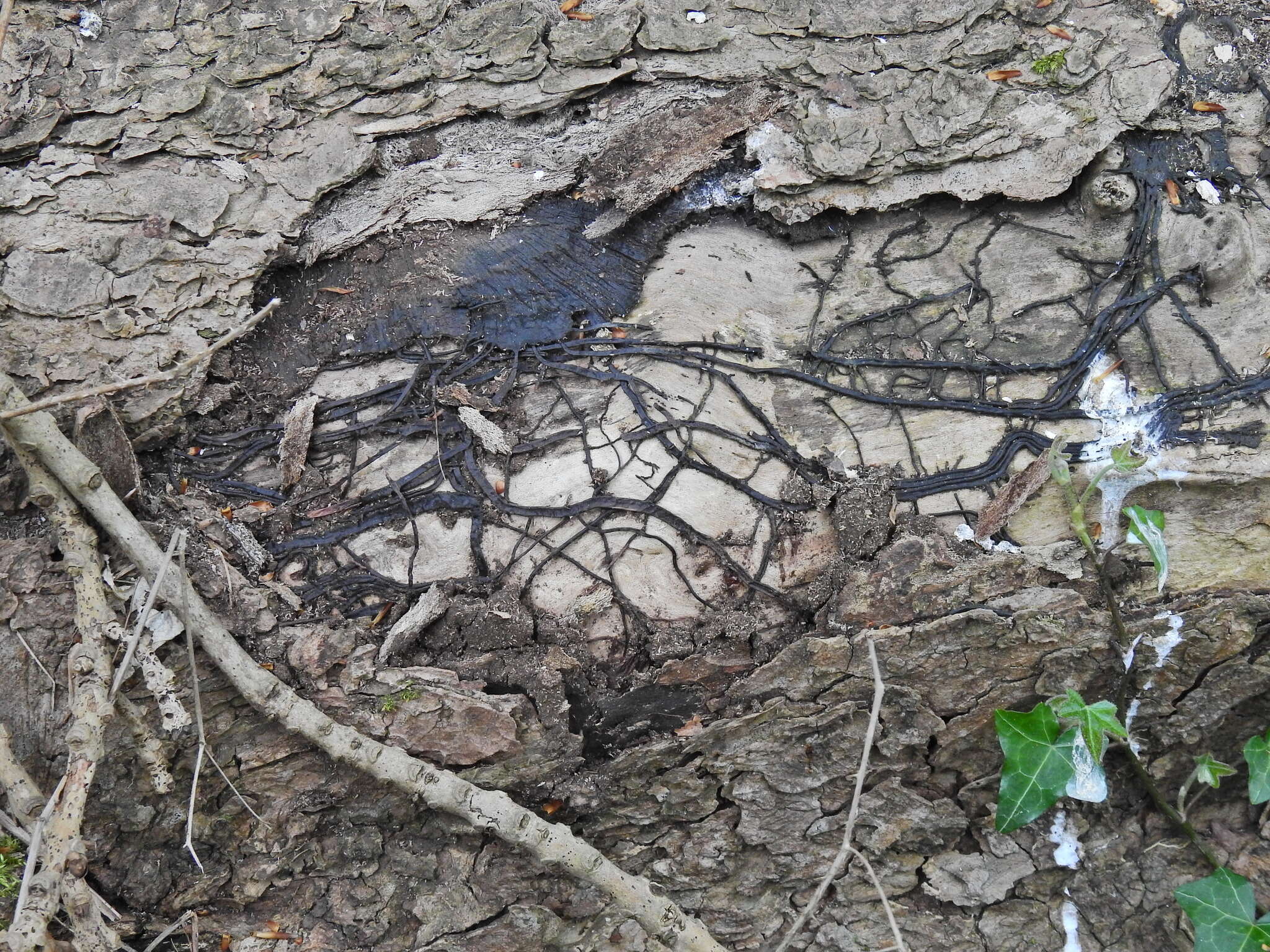 Image of Honey Fungus