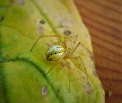 Image of Enoplognatha ovata (Clerck 1757)