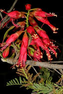 Image of Hottentot's Bean