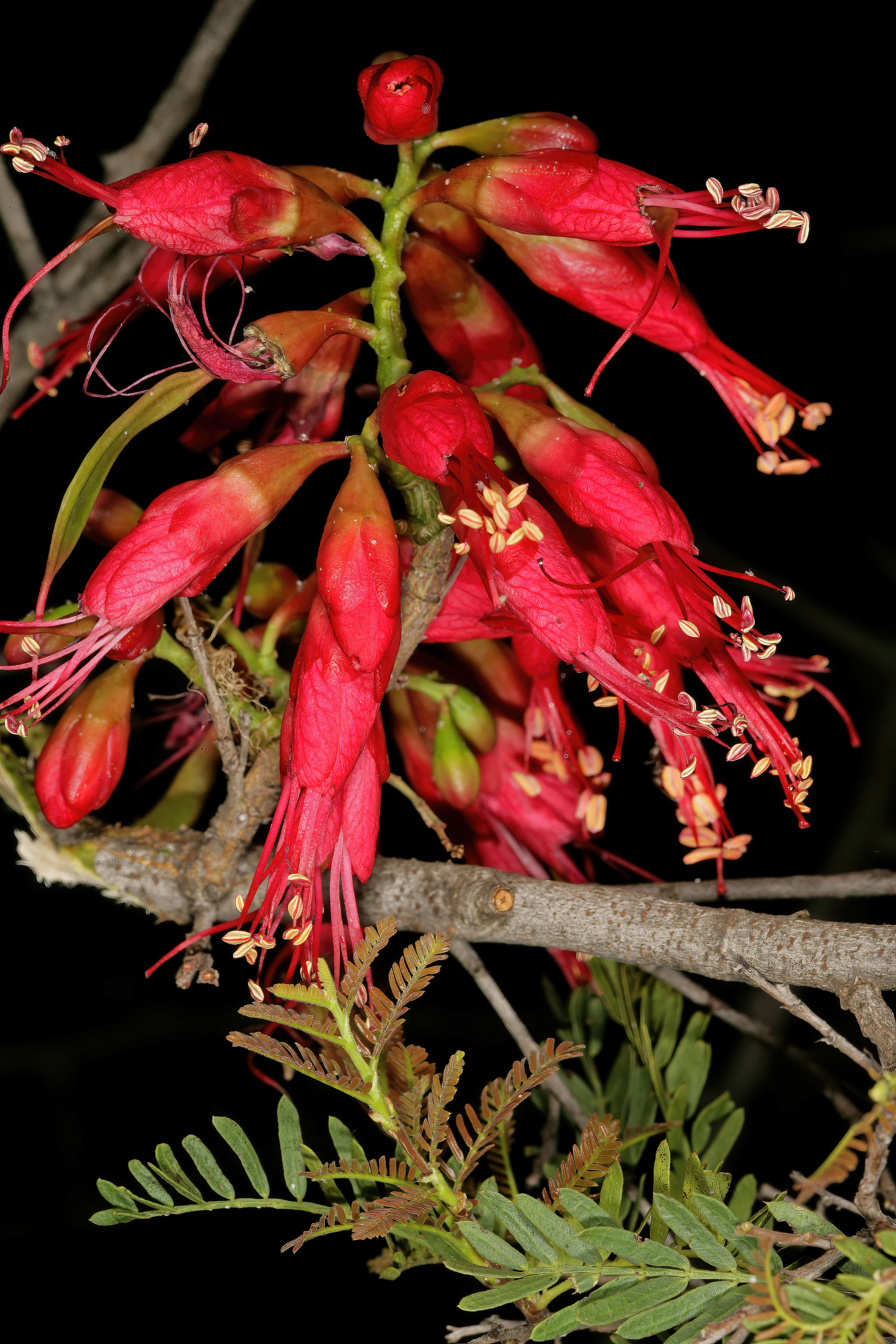 Image of Hottentot's Bean