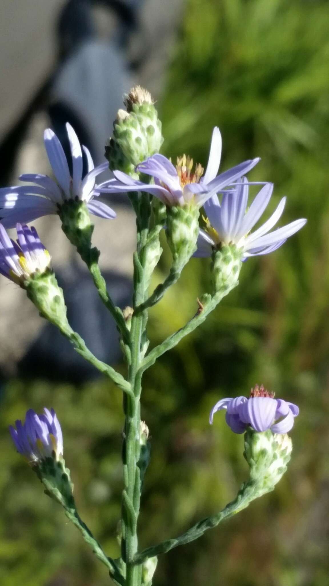 Image of scaleleaf aster