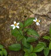 Image of hairy beggarticks