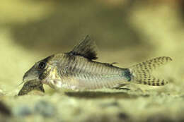 Image of Corydoras septentrionalis Gosline 1940