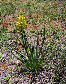 صورة Bulbine abyssinica A. Rich.