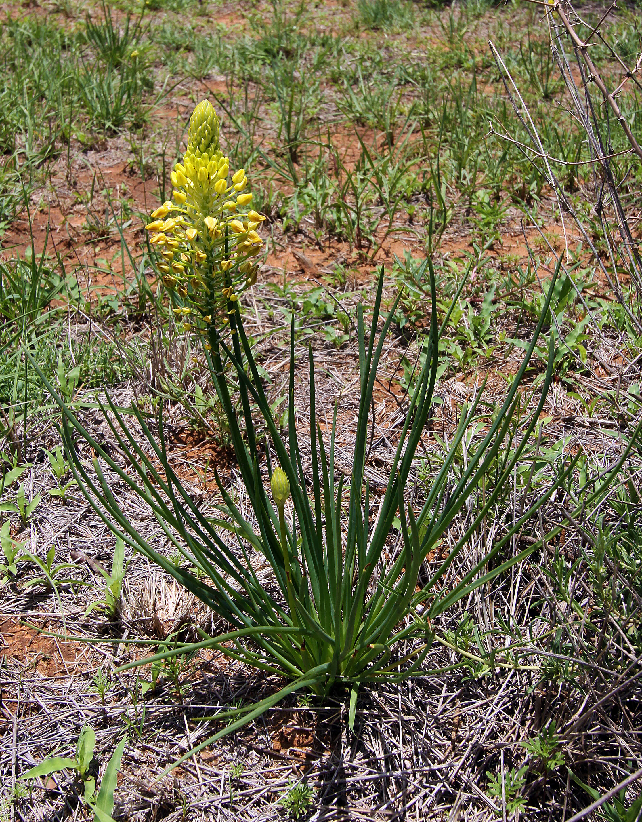 صورة Bulbine abyssinica A. Rich.