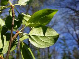 Imagem de Malus sylvestris Mill.