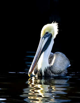 Image of Pelecanus occidentalis carolinensis Gmelin & JF 1789