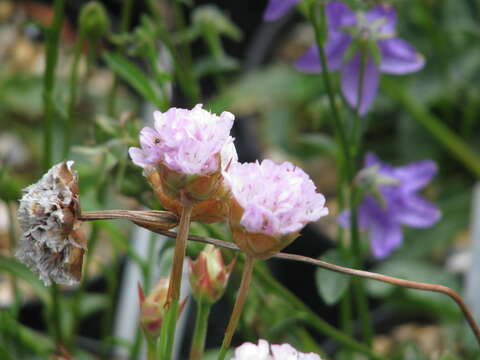 Image of Armeria welwitschii Boiss.