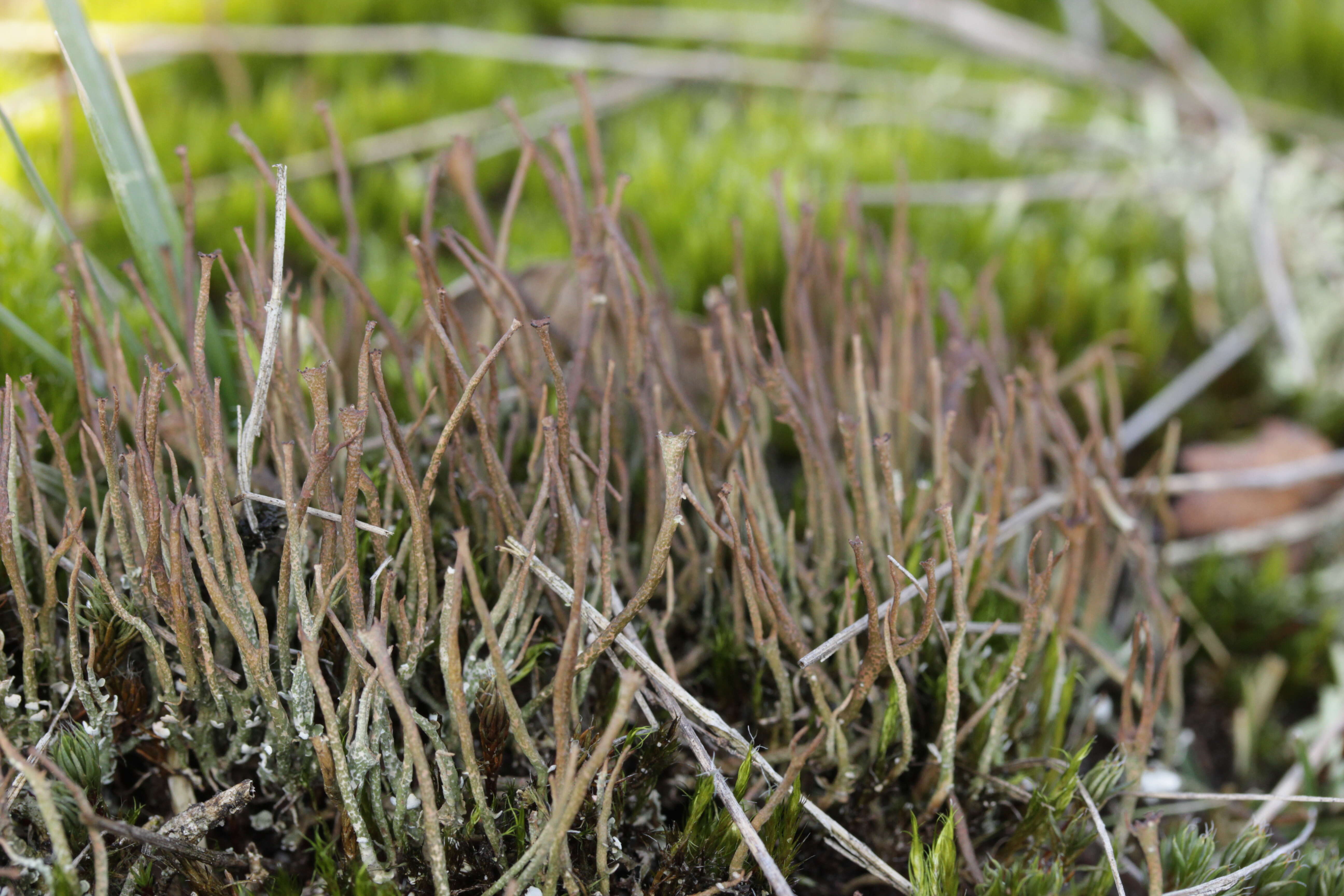 Image of cup lichen