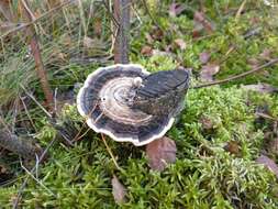 Image of Turkey Tail