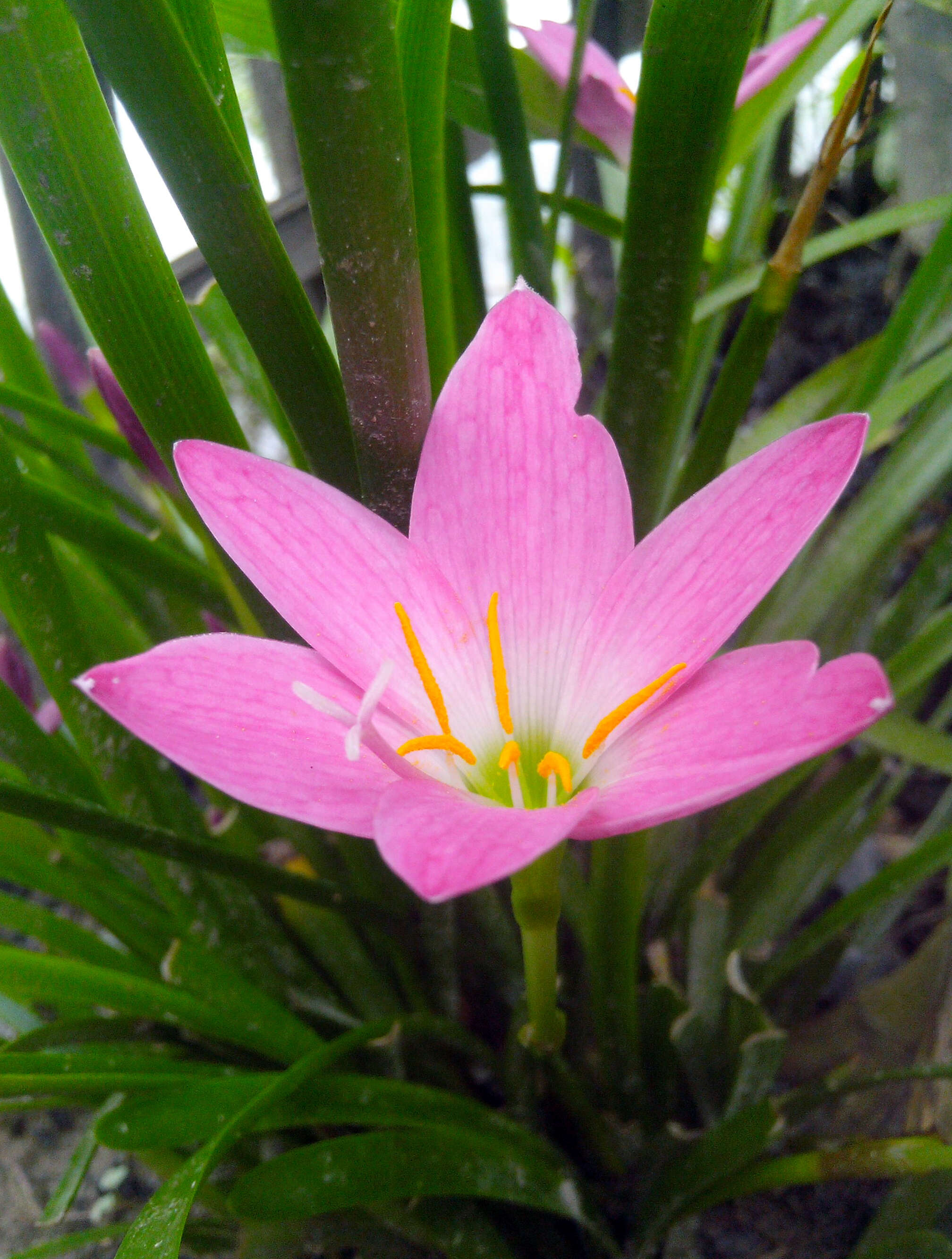 صورة Zephyranthes