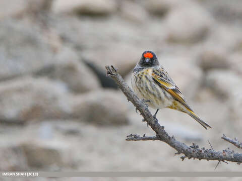 Image of Fire-fronted Serin