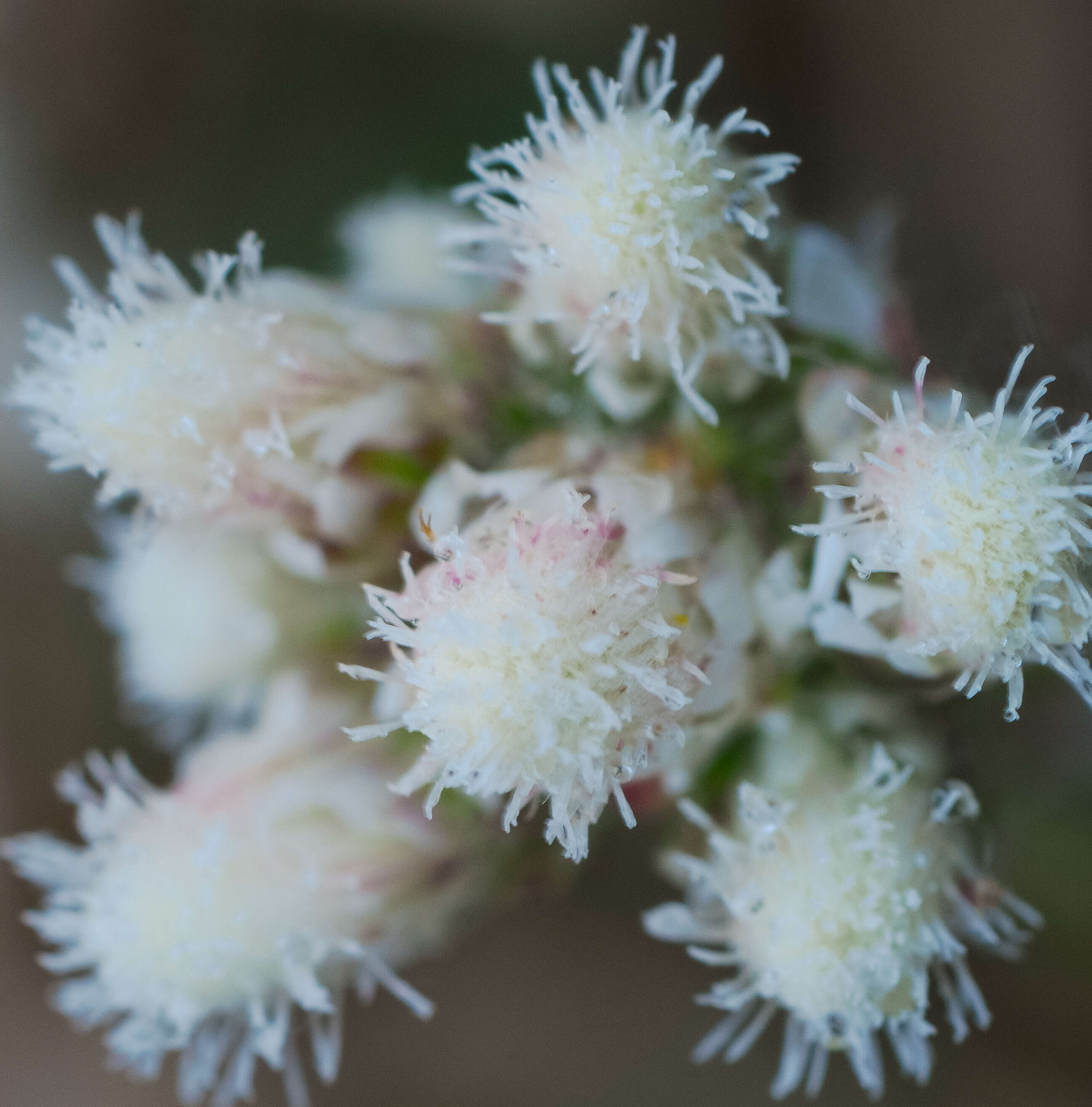 Imagem de Antennaria neglecta Greene