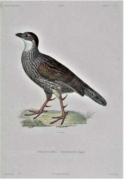 Image of Erckel's Francolin