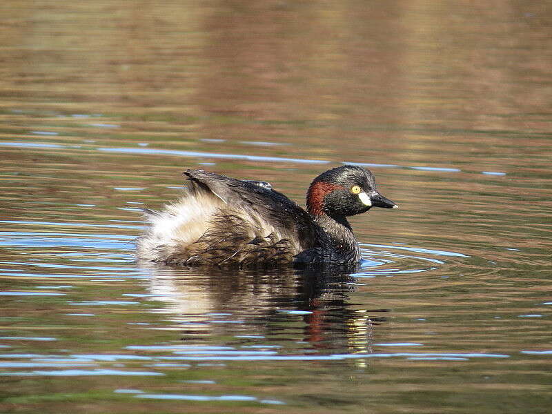 Image of Australasian Grebe