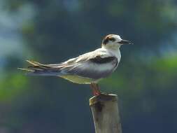 Image of Whiskered Tern