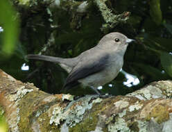 Image of Grey-throated Flycatcher