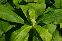 Imagem de Digitalis sceptrum L. fil.