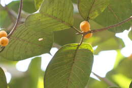 Image of brown-woolly fig