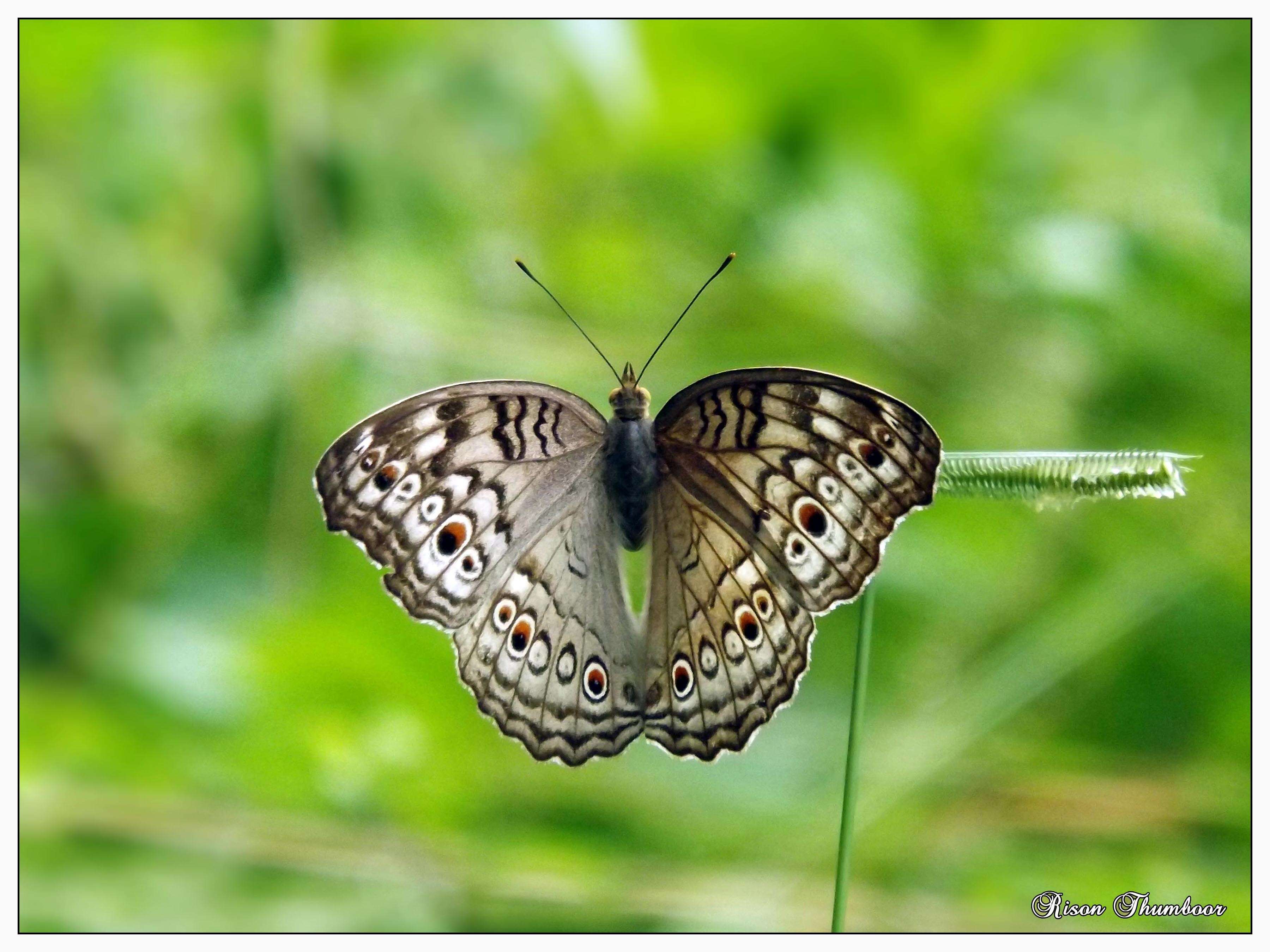 Plancia ëd Junonia atlites Linnaeus 1763